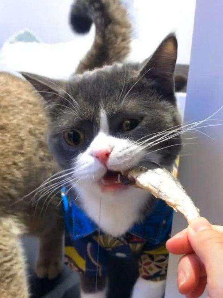 养猫之后的生活会有4点改变,养猫之后这6件事你一件也逃不掉