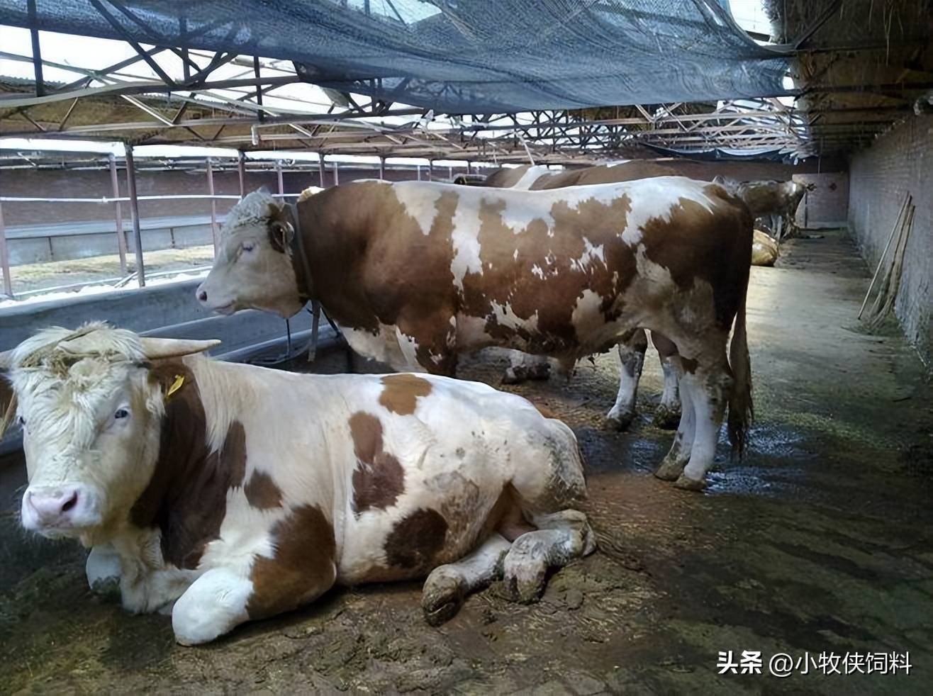 牛蹄病怎么治,养牛牛蹄病怎么治疗