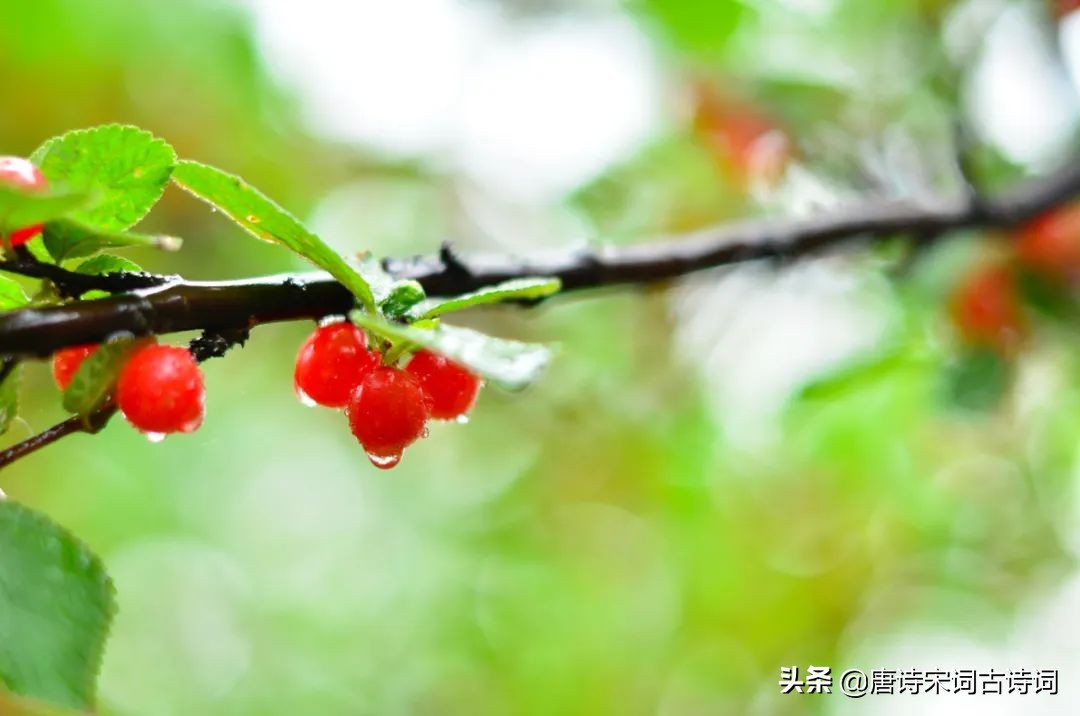 红了樱桃绿了芭蕉国画,流光把人抛红了樱桃绿了芭蕉意思