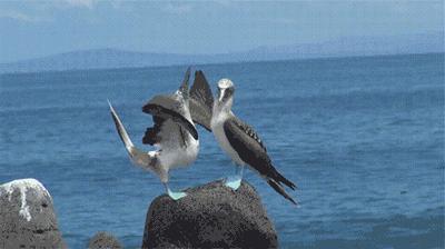 为什么动物在交配前，会先闻闻对方的屁股？这是什么礼节吗？