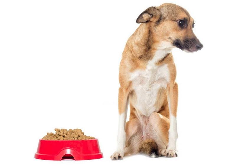 宠物贫血不吃不喝怎么办,宠物怎么检测贫血呢图片