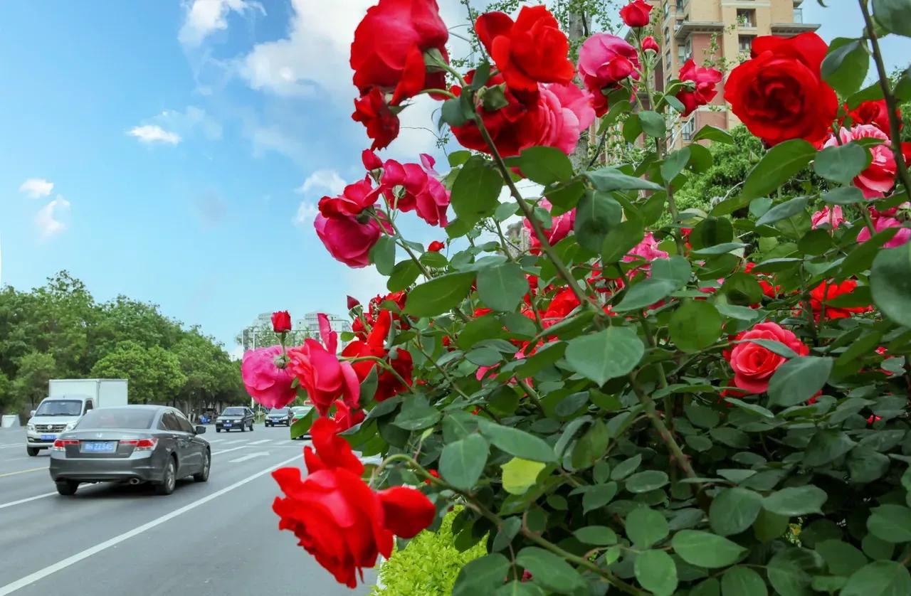 重庆国际象棋锦标赛,中国重庆国际象棋协会