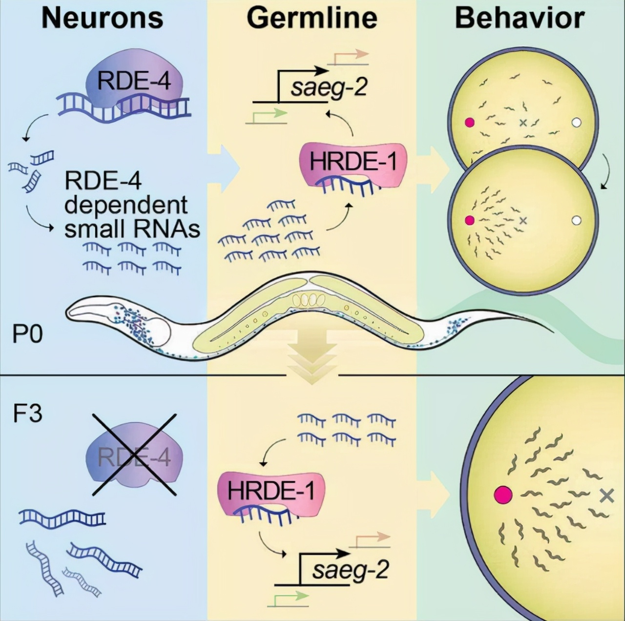 为什么人类天生就怕蛇,人类怕蛇是因为长得恐怖吗