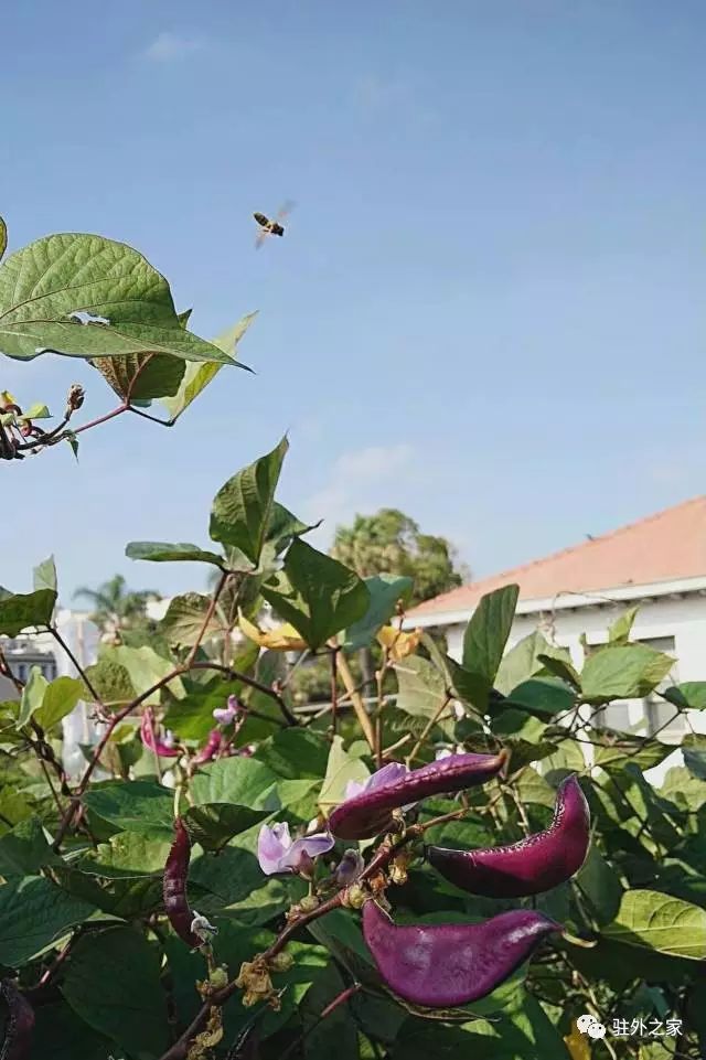 驻外人的“花花世界”——且看菜园变花园