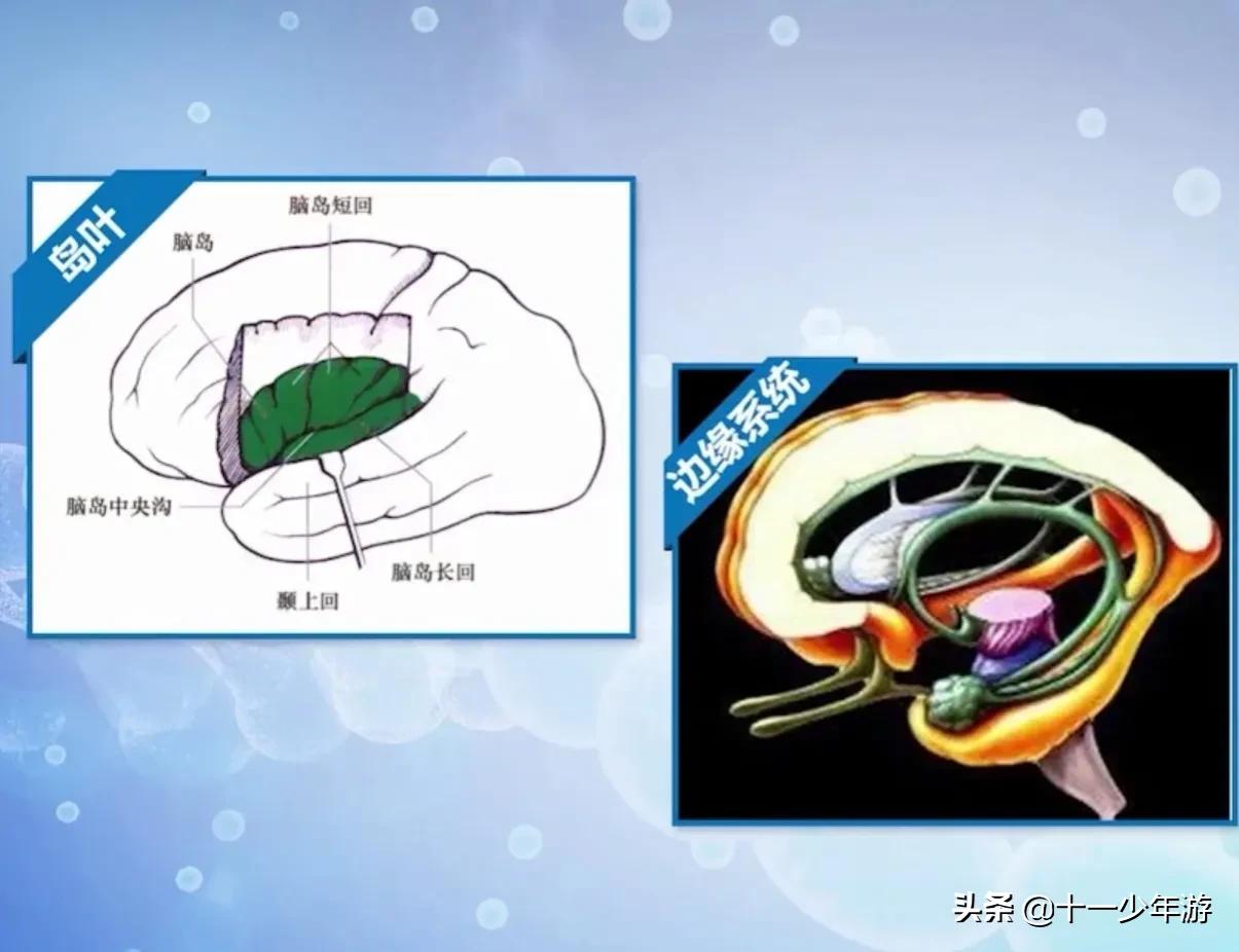 大脑的结构解剖示意图,大脑镰下疝解剖结构