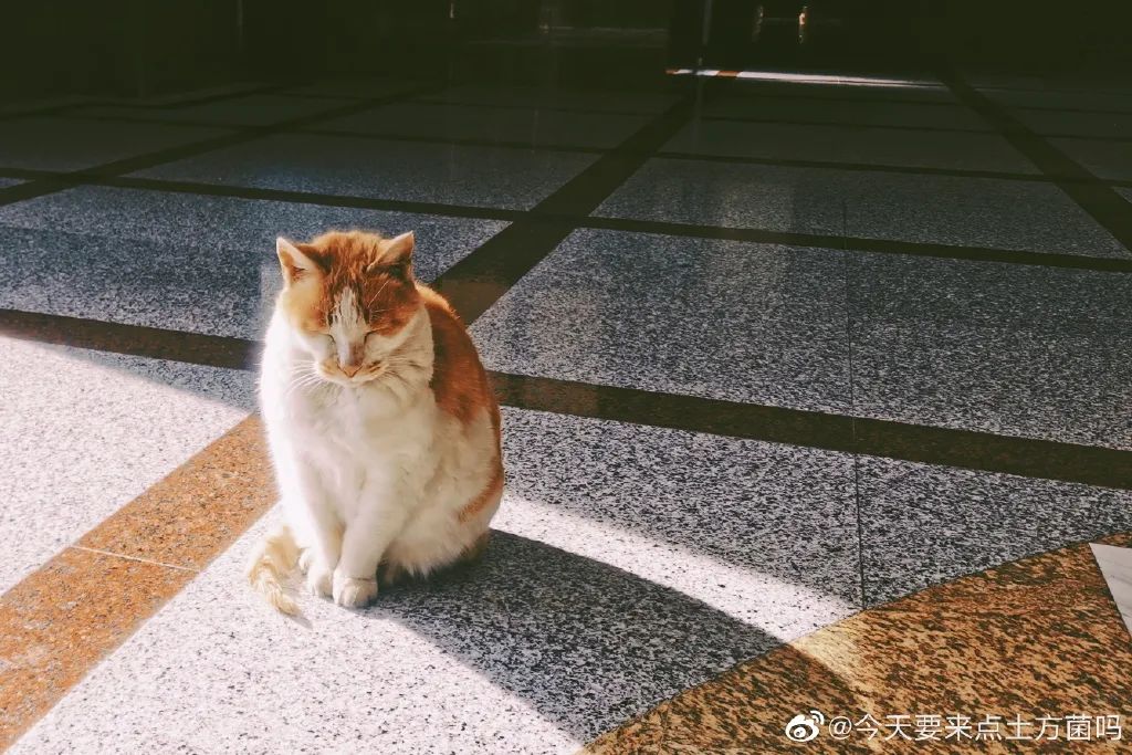 东北财经大学发讣告,东北财经大学为猫发讣告