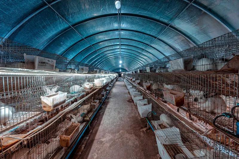 素食宠物食品,素食宠物零食有哪些品种