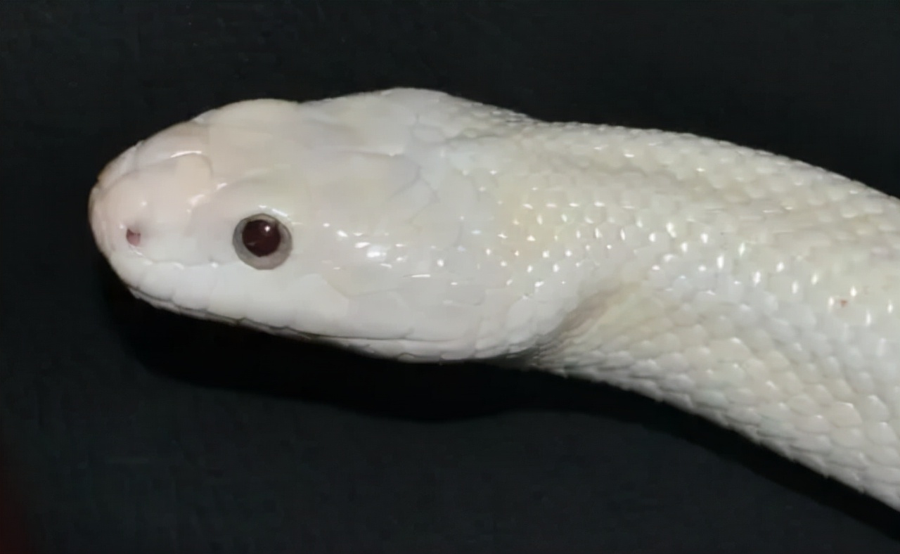 亚马逊的巨蟒有哪些,亚马逊巨蟒的资料