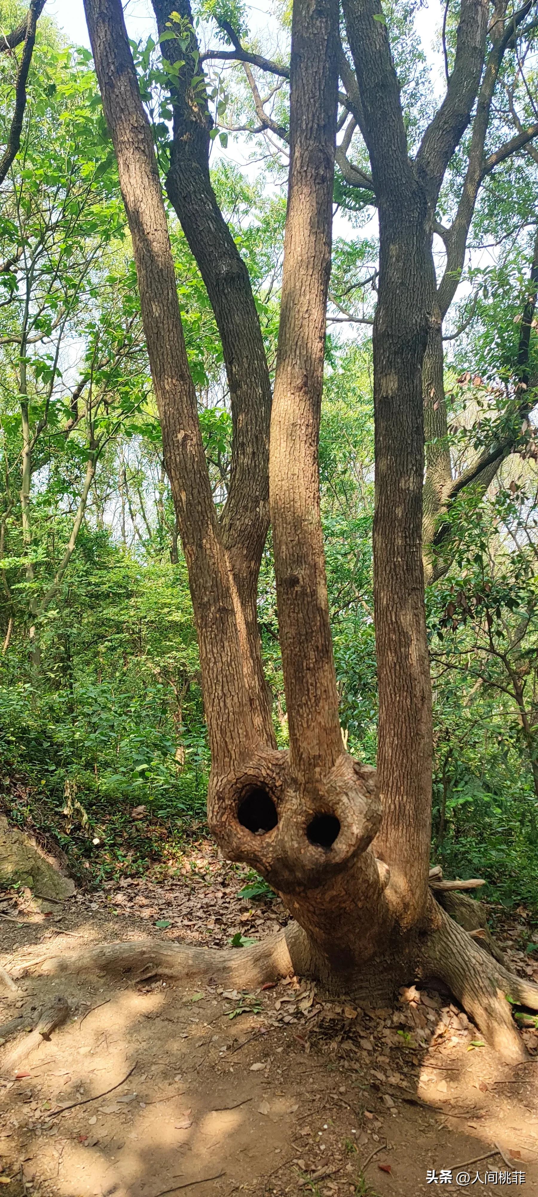 没有感同身受只有独自承受的意思,没有什么感同身受只能独自承受