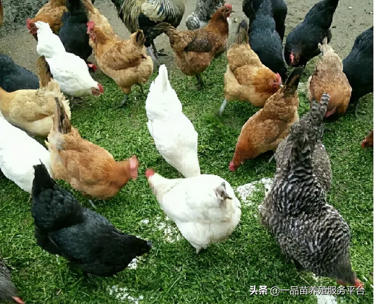 养鸡不能喂的五种菜,三农养鸡小妙招农村散养土鸡