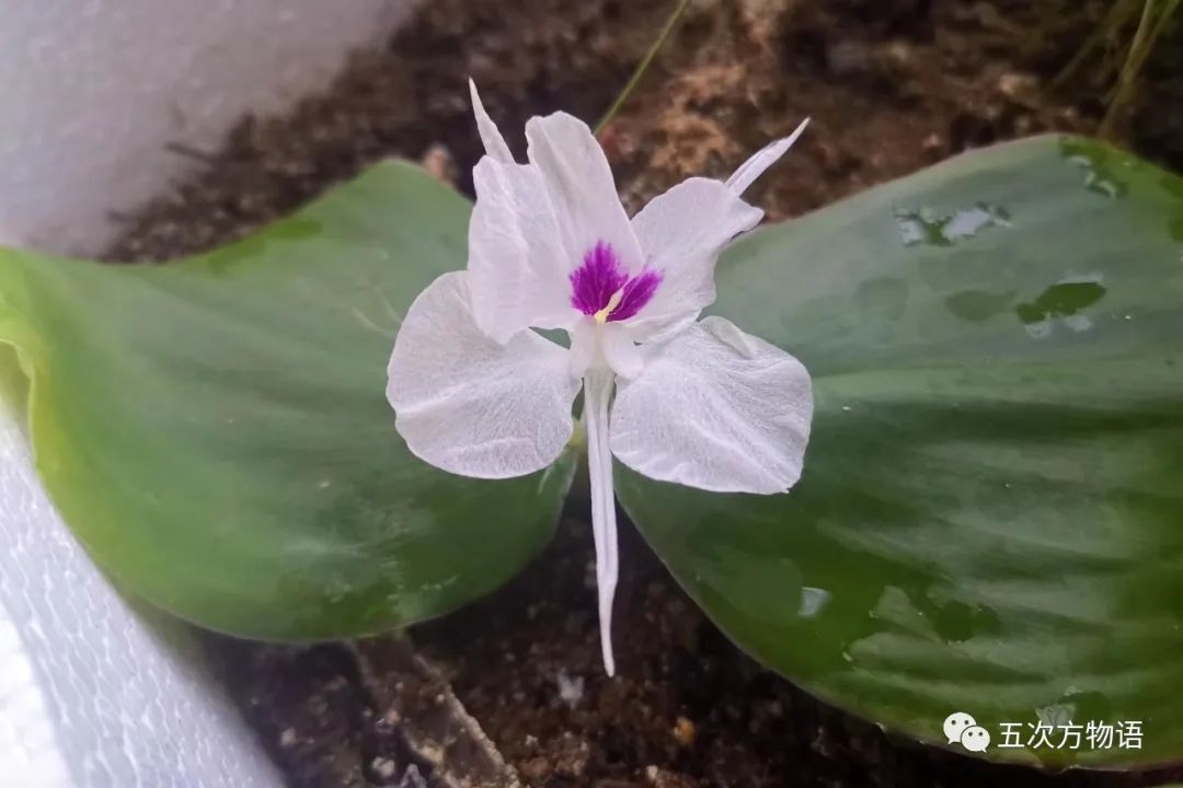 茎菜类蔬菜大全，你全吃过吗？