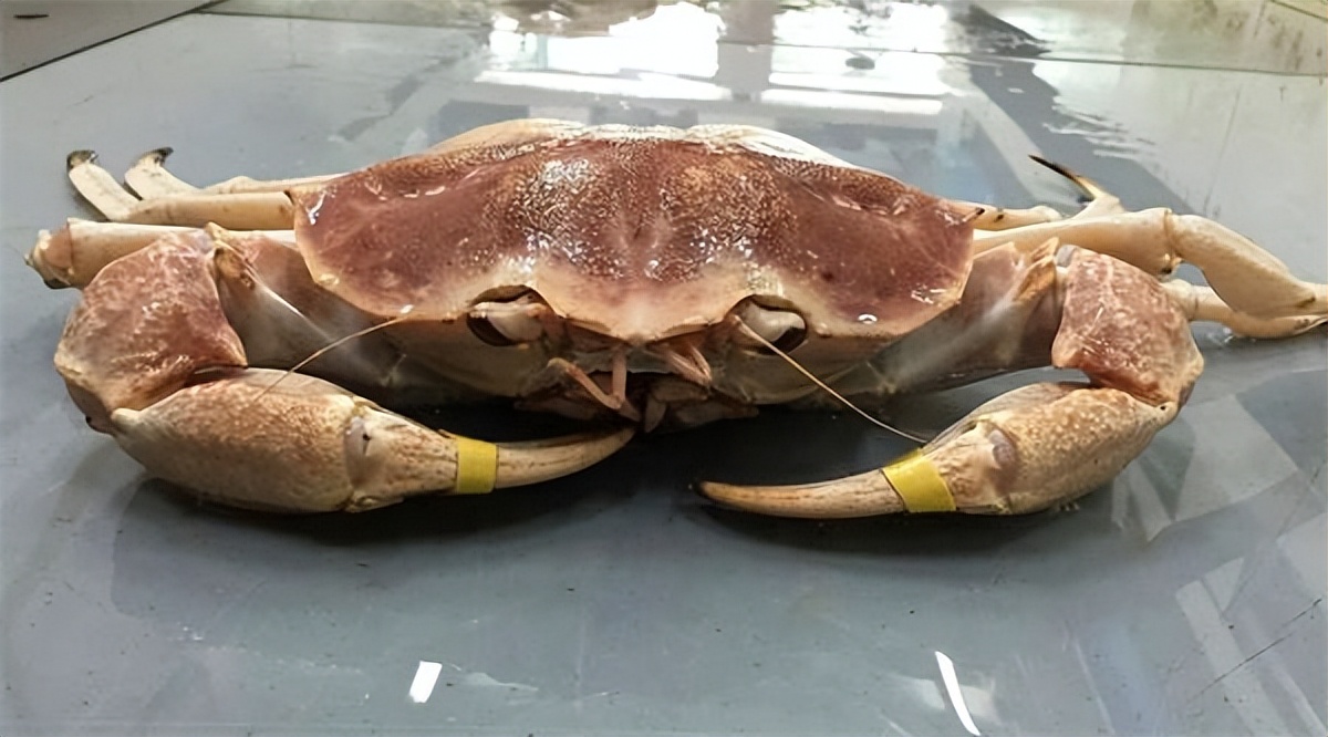 阿拉斯加雪蟹消失之谜,帝王蟹失踪原因