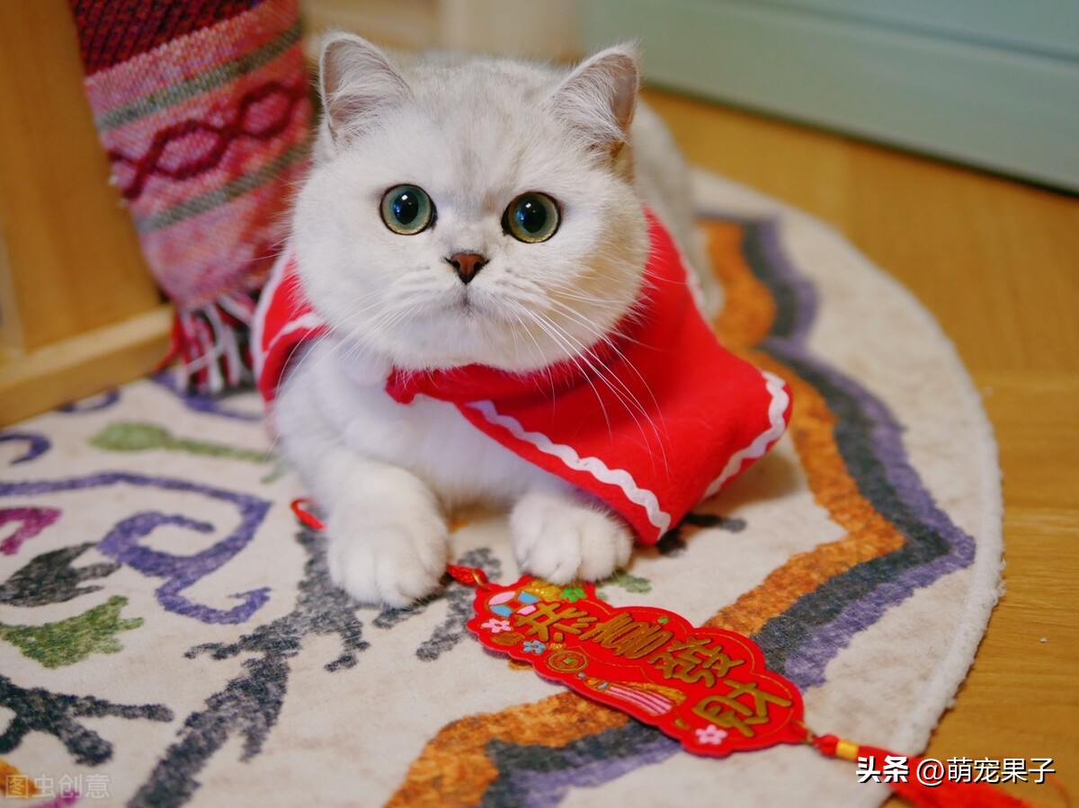 狗狗泪痕超简单的解决方法,狗狗泪痕后怎么处理发红的毛