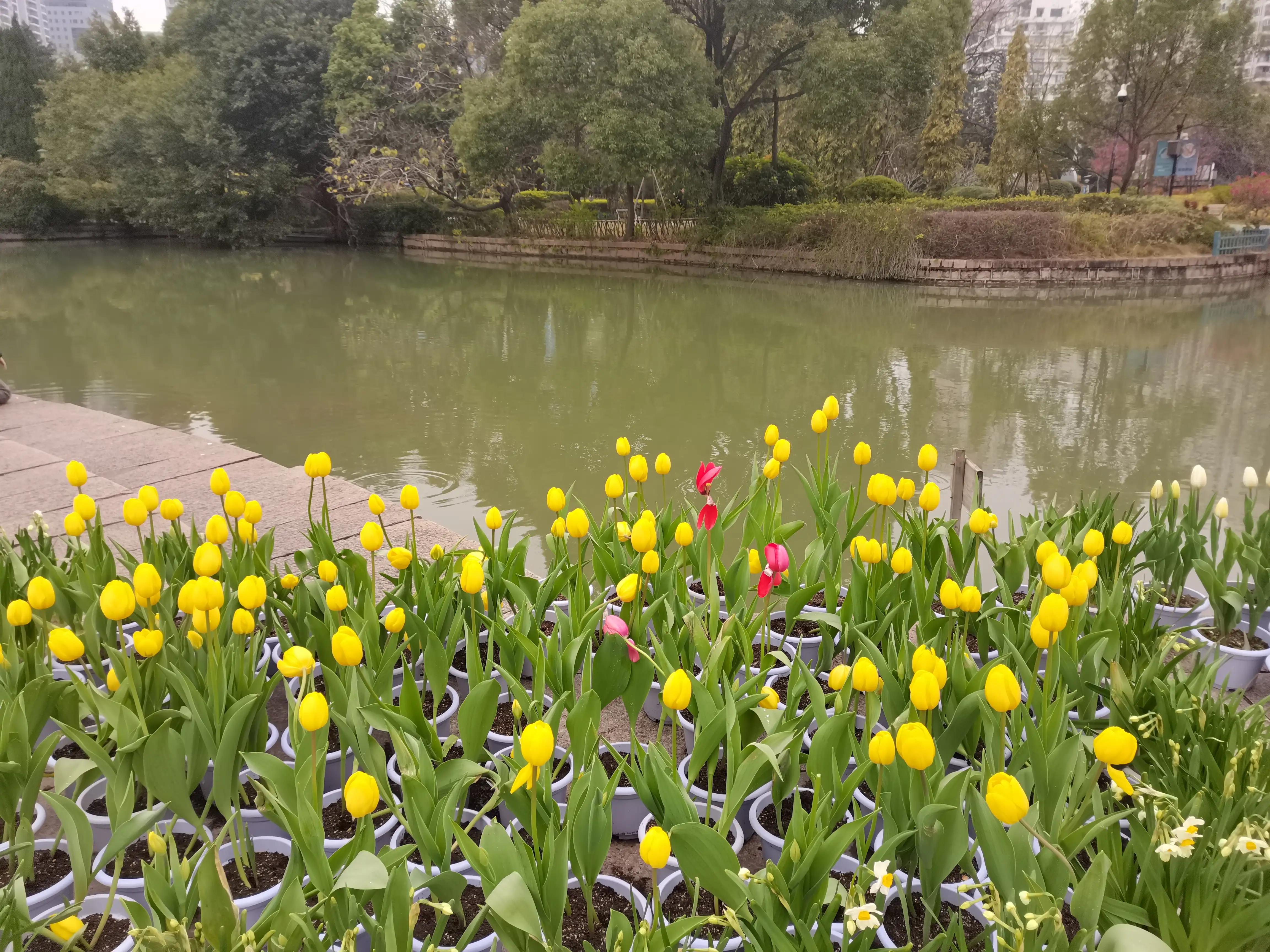 福州郁金香温泉公园,福州花海公园郁金香
