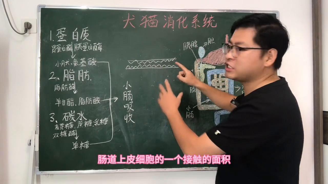 食物是如何被消化的呢,食物是如何被消化的科学实验报告