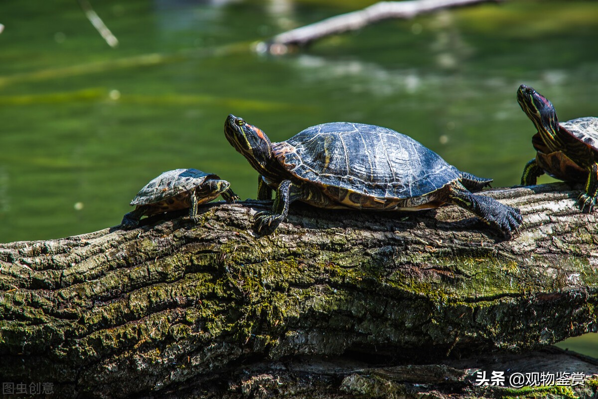 怎么判断巴西龟冬眠还是死了,如何判断巴西龟冬眠还是死了