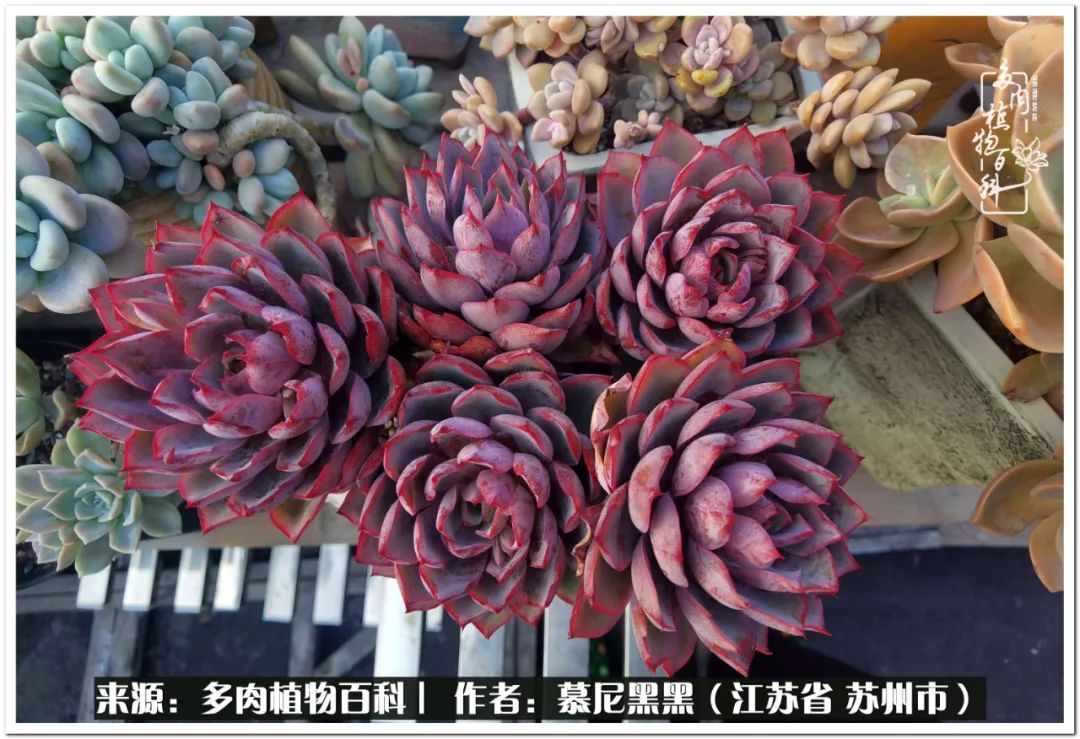 生活需要三分甜,生活需要一半禅意一半烟火