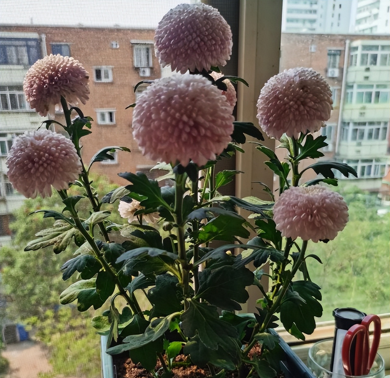 爱干净的人应该养什么动物,家中千万别养这8种毒花