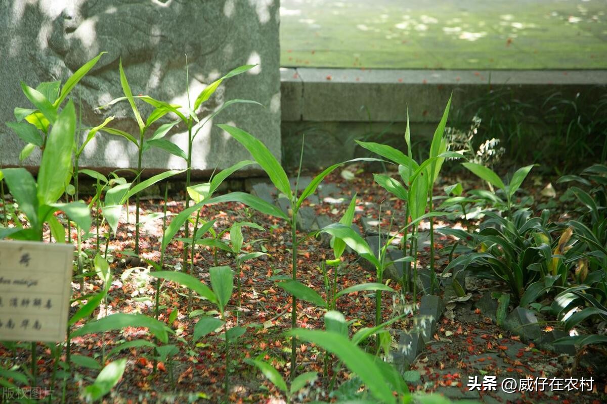 种植5亩黄精成本和利润,种植5亩黄精亩产成本