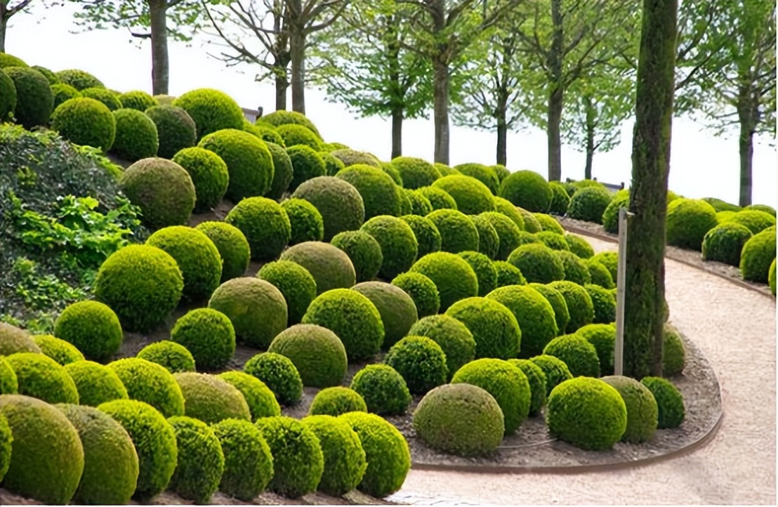 那些被我们忽略的风景,球球景观