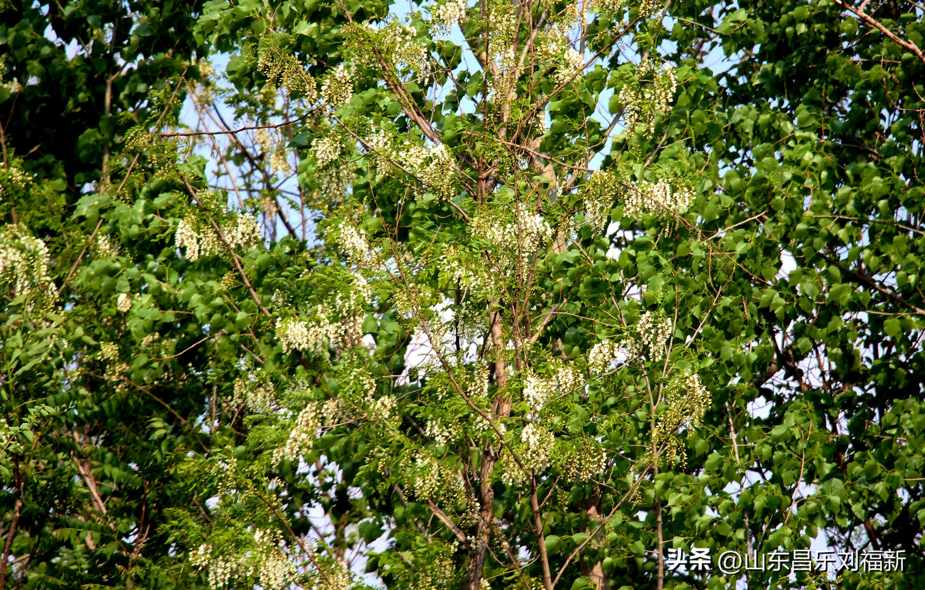 洋槐花·万马奔腾电器·鄌郚医院贴膏药