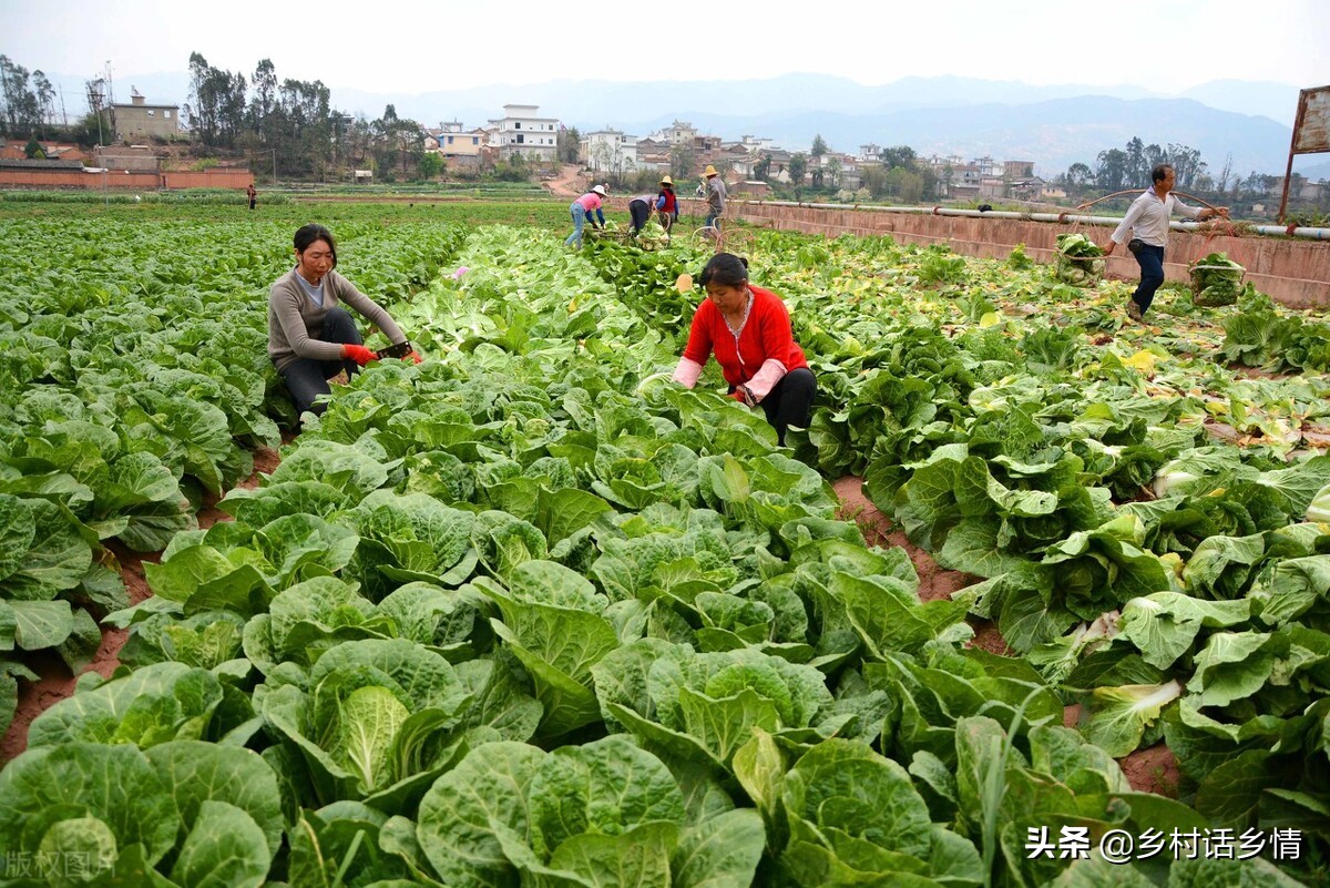 生物有机菌剂,生物菌剂价格表