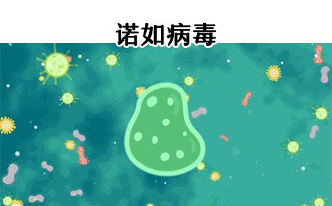 诺如病毒进入高发期如何缓解呕吐,诺如病毒肆虐冬季警惕肠胃病