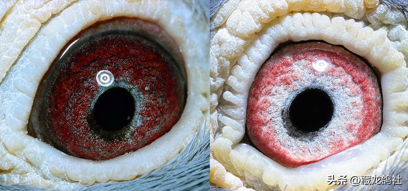 如何选一只好的种鸽,高手如何选择优秀种鸽