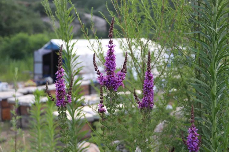 高山正宗百花蜜,百花蜜的味道和颜色