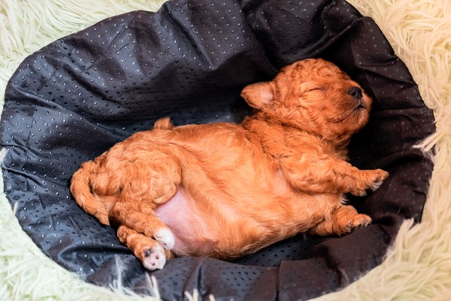 泰迪犬和田园犬的混合犬,泰迪狗跟仓鼠的生活