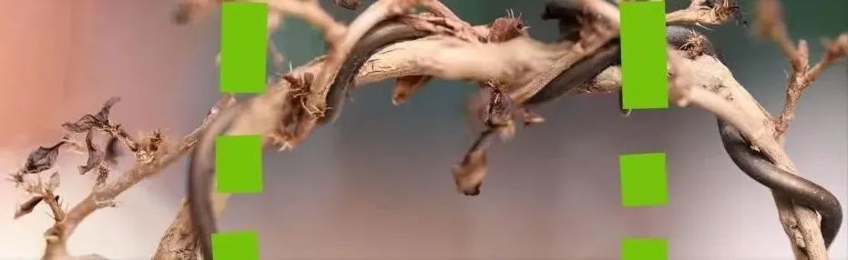 如何拍摄出惊艳的微距作品,精品微距摄影欣赏