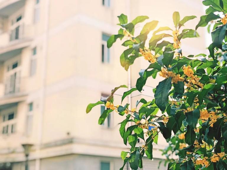 上海必打卡学府,上海最高学府排名第一