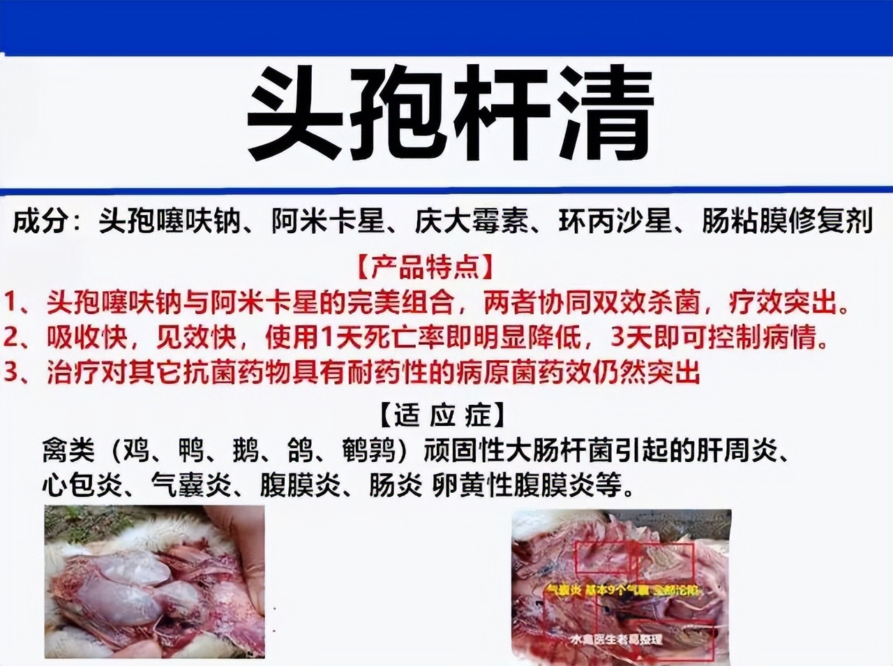 鸡缩头闭眼羽毛蓬松是什么原因,鸡生病了缩头闭眼喂什么药好得快