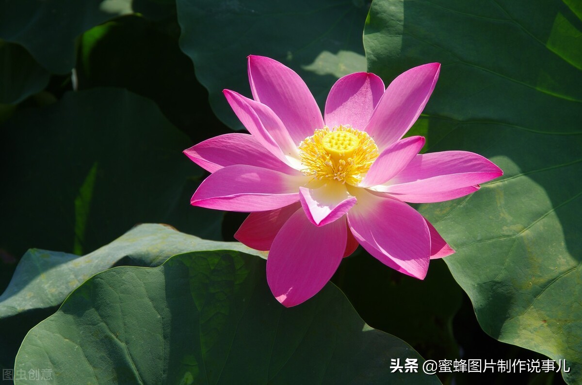 出淤泥而不染濯清涟而不妖深意,出淤泥而不染濯清涟而不妖相似词