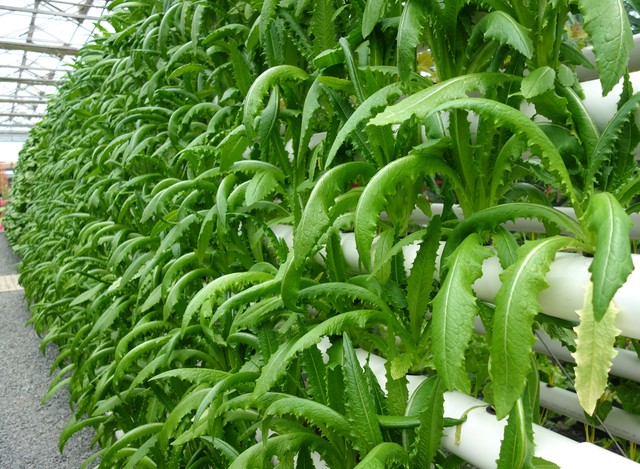 罗汉竹盆景,罗汉竹