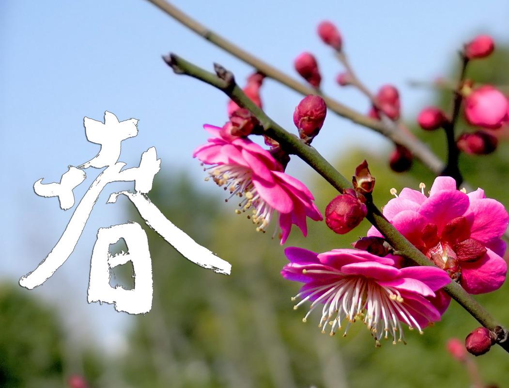 欣赏一篇描写春天的诗词,描写春天的诗句都有哪些