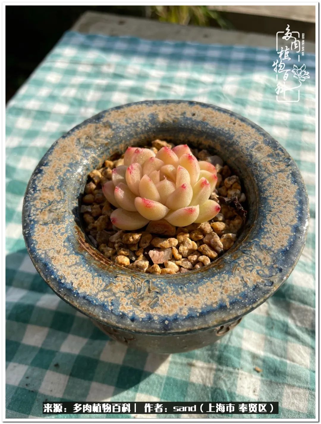 养点花草给生活添点乐趣,养点花花草草心情自然会好