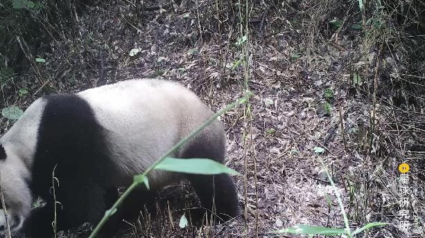 成都平原彭州,彭州立体公园城市
