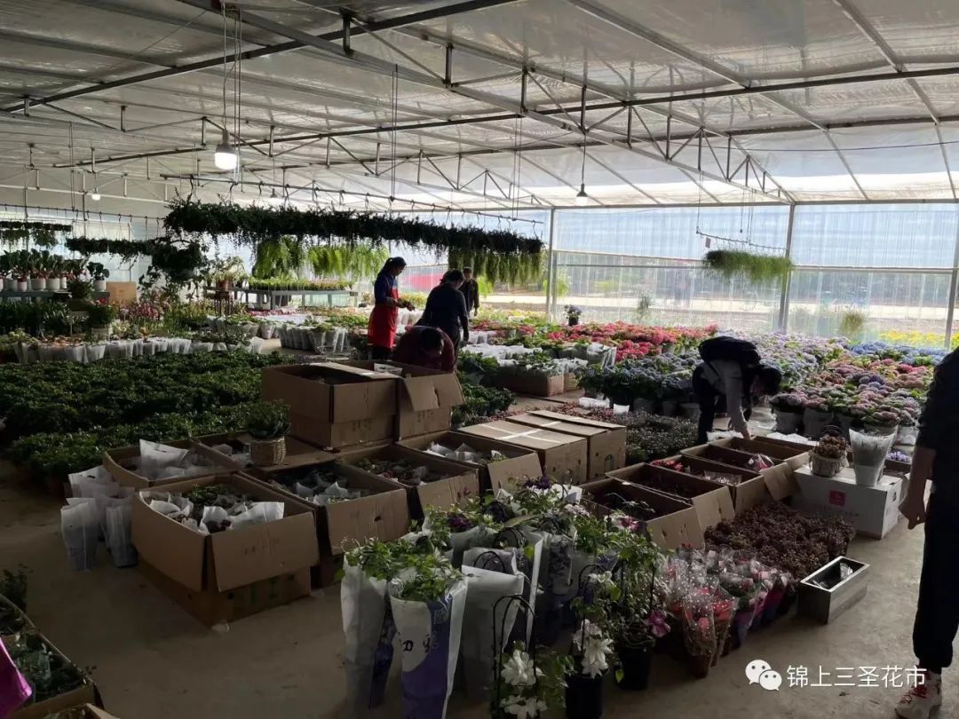 成都花市营业时间,成都2024花市时间表