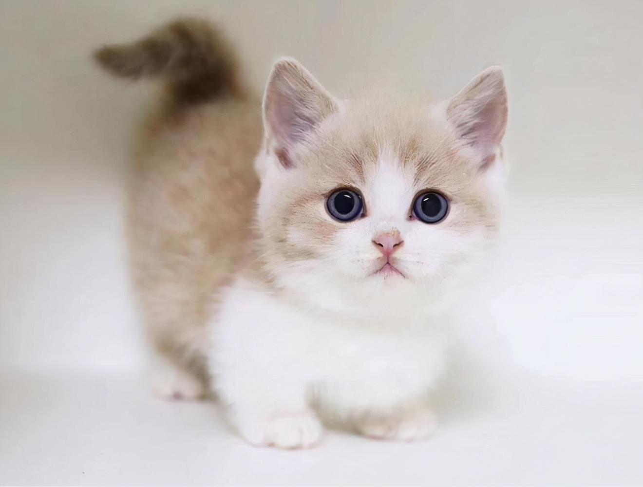 养猫首选这几种猫便宜好养,养猫推荐什么猫不会掉毛