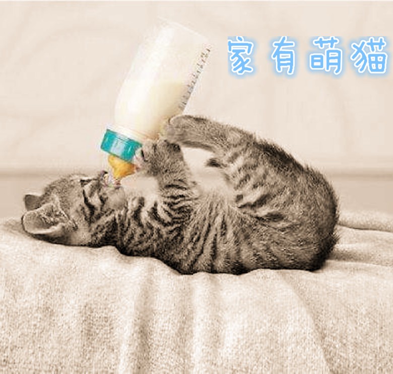 关于猫的传说都是真的吗,关于猫的传说和神话故事