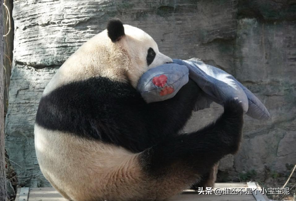 每天认识一只大熊猫七仔,大熊猫福星胖大海胆小