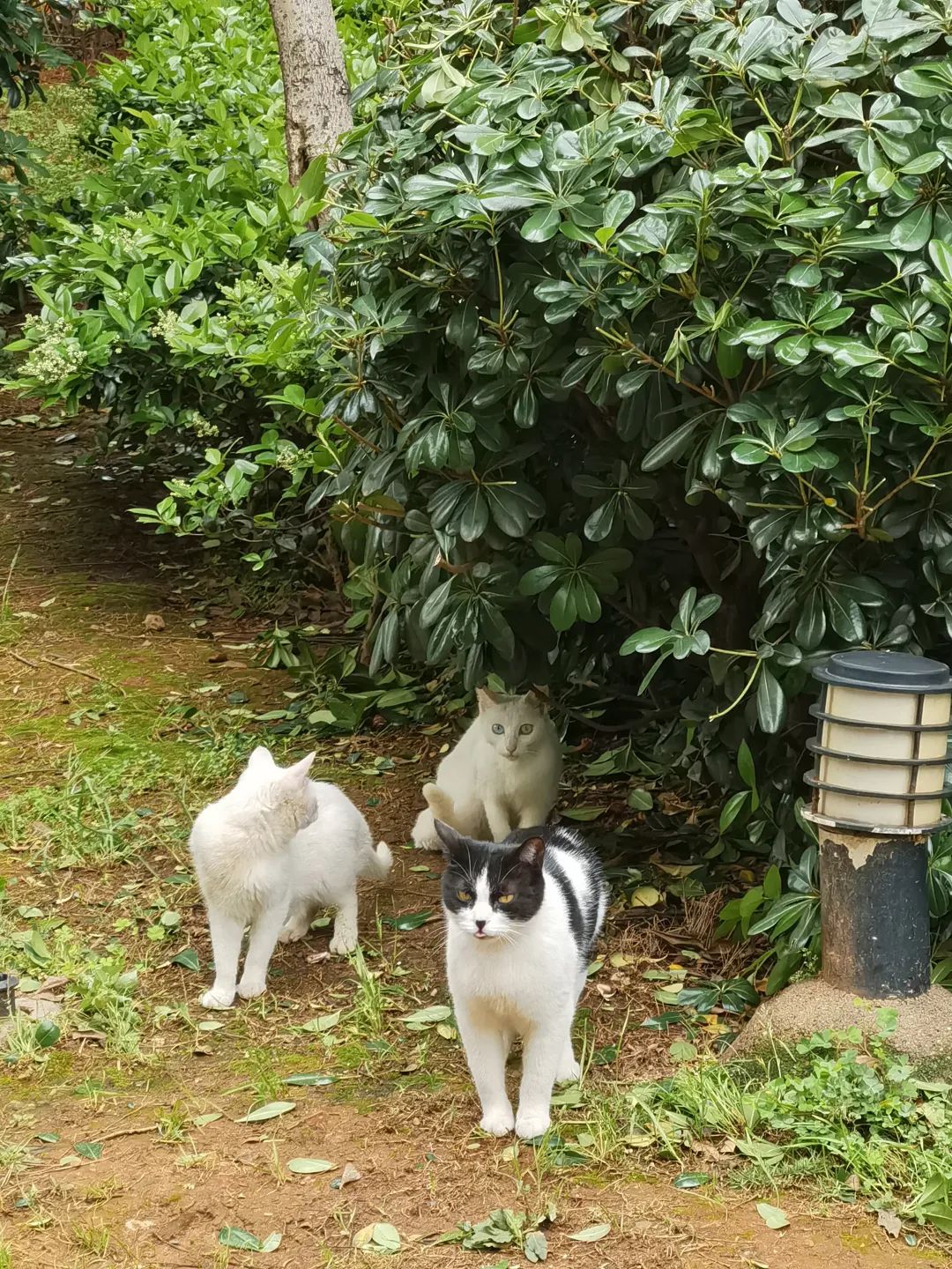 小明历险记2,小明历险记全文