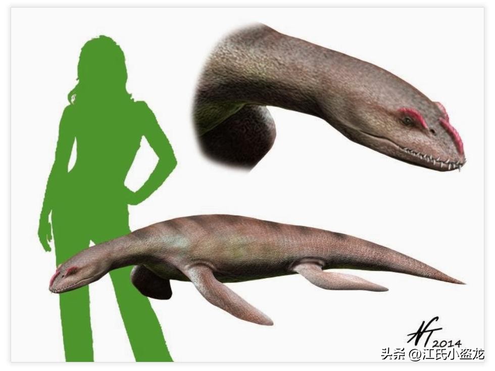 全民众筹买化石，终于知道它吃什么了！