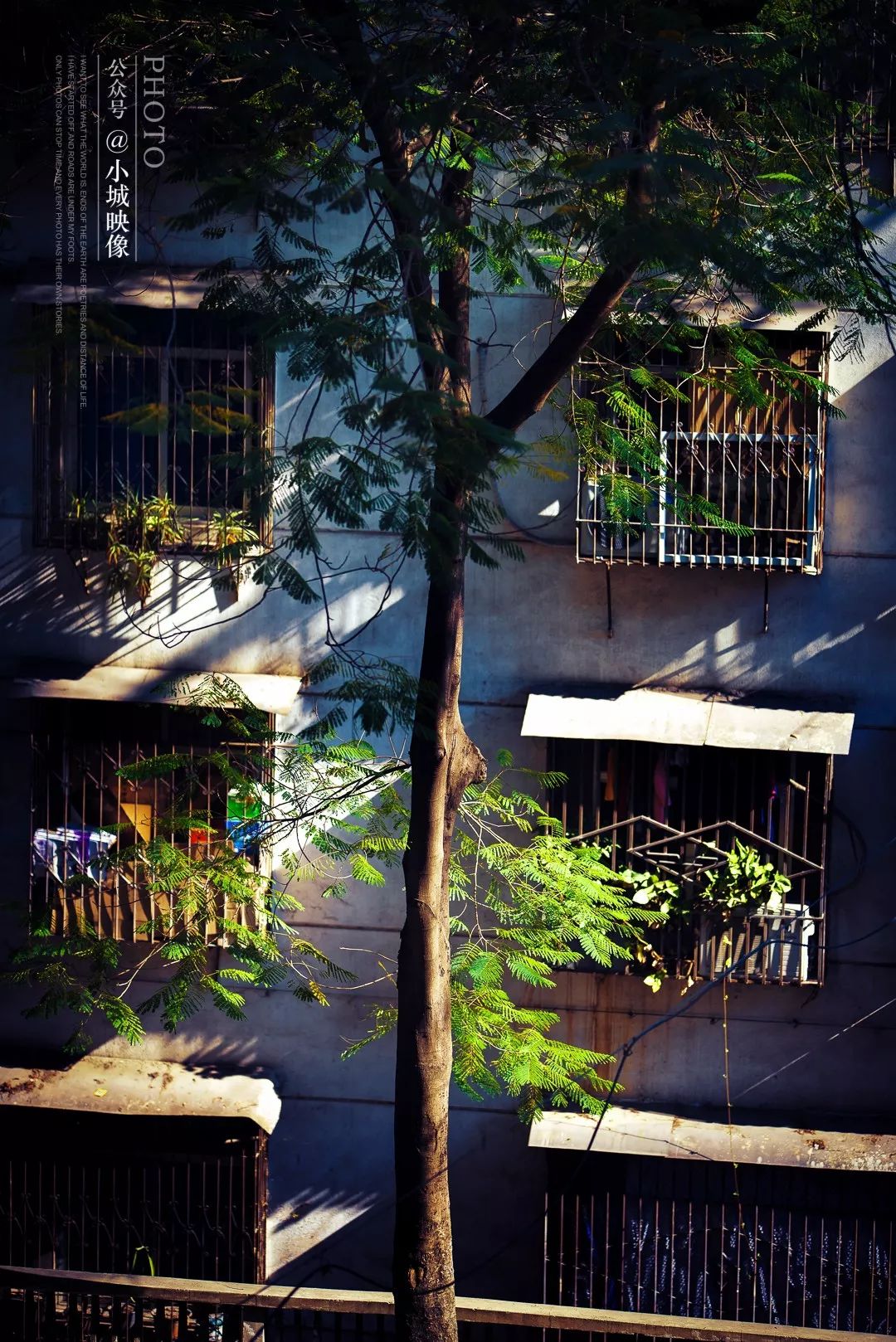 攀枝花是一种什么花,什么是攀枝花铁树