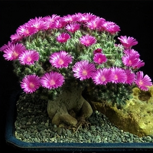 102个大类近500个多肉植物图片，都极其美丽，建议在家中也养一盆