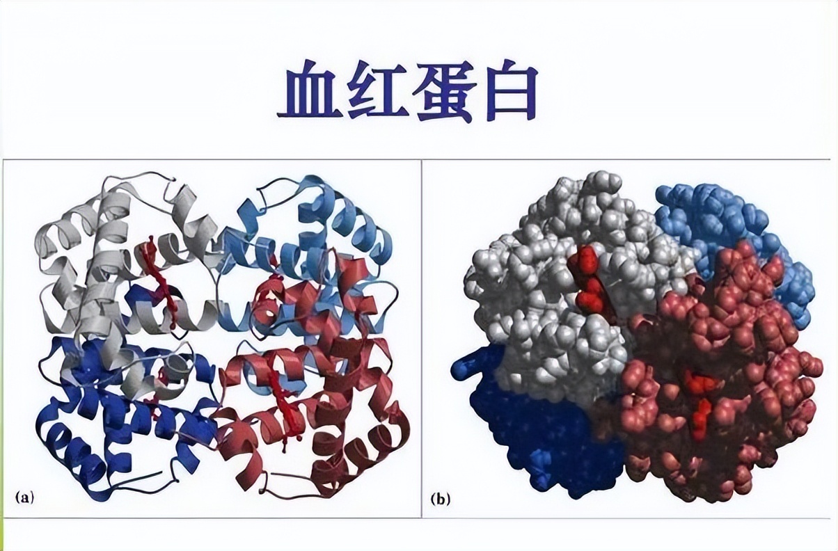 感染性发热血常规哪项指标升高,血常规检查的各项指标偏高