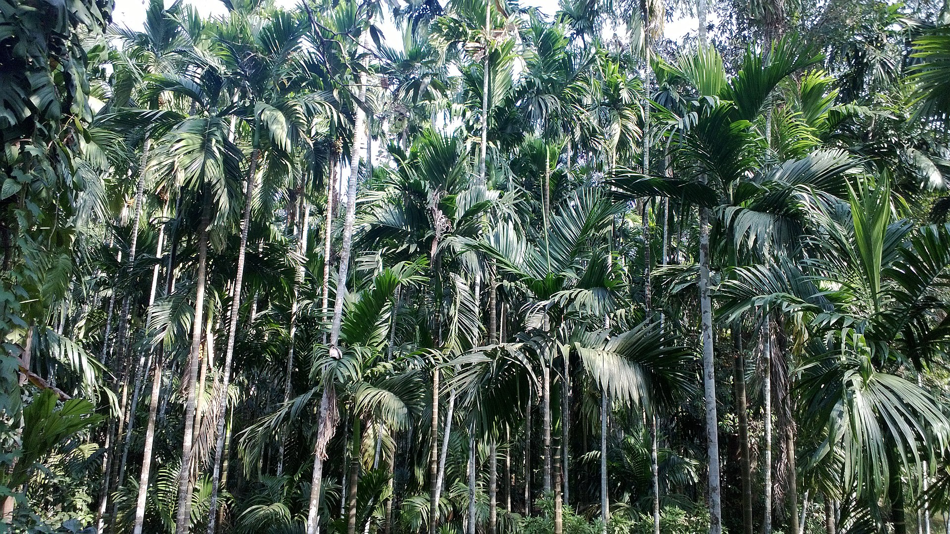 槟榔为什么像木头一样,吃槟榔就跟吃木头渣子似的