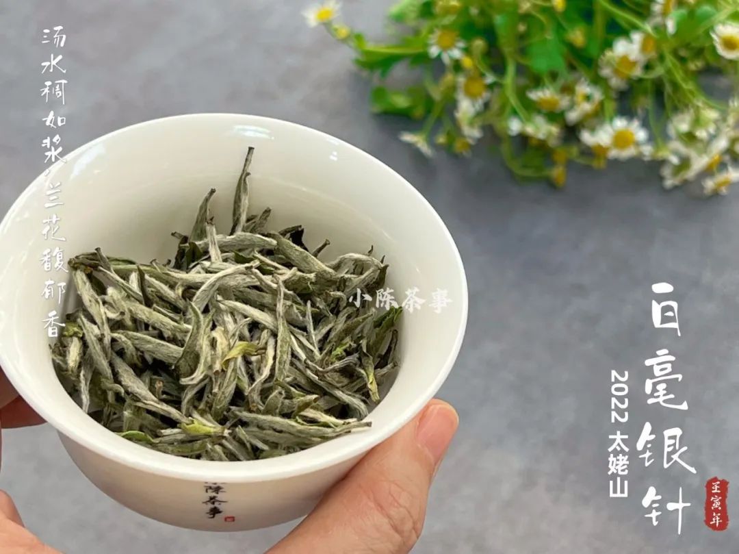 白茶知识白毫银针,白毫银针好喝吗