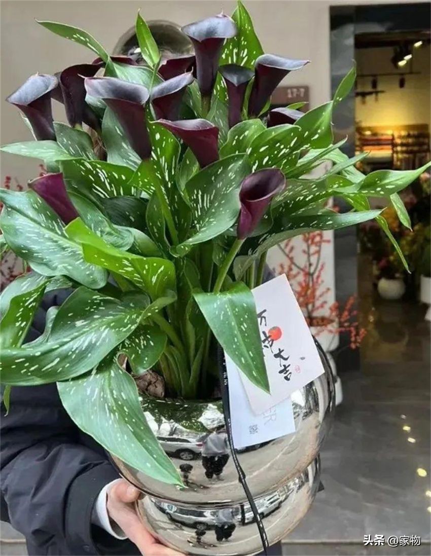 客厅放绿植好养吗,客厅放绿植有什么忌讳